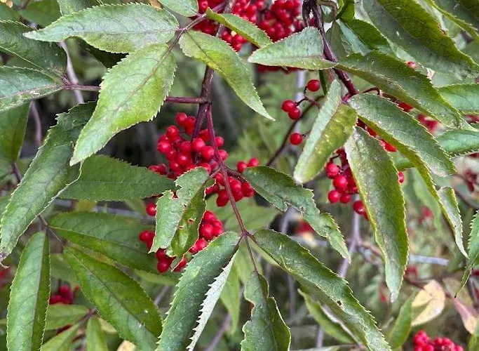 Ecogite Gavarnie Et Grange Feriehus